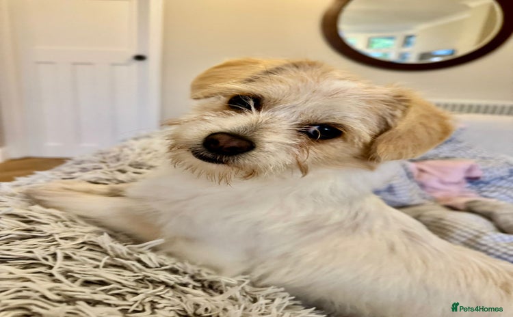 Mixed Breed dogs Cynthia - Advert 1