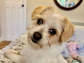 Mixed Breed dogs Cynthia - Advert 12