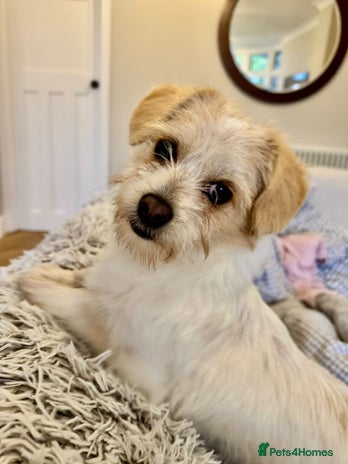 Mixed Breed dogs Cynthia - Advert 11