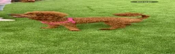 Miniature Poodle dogs for sale: Miniature poodle female  - Advert 6