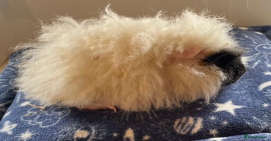 Guinea Pig rodents - Advert 6