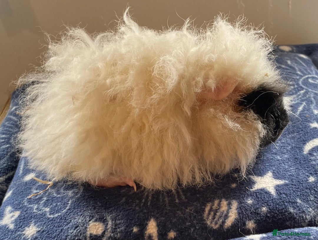 Guinea Pig rodents for sale: Older boar’s and baby Alpaca Texel and merino  - Image 2
