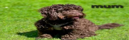 Cockapoo dogs for sale: Rare cockapoo pups with mix blue eyes colour - Advert 2