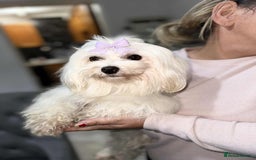 Maltese dogs for sale: Female Maltese  - Image 1