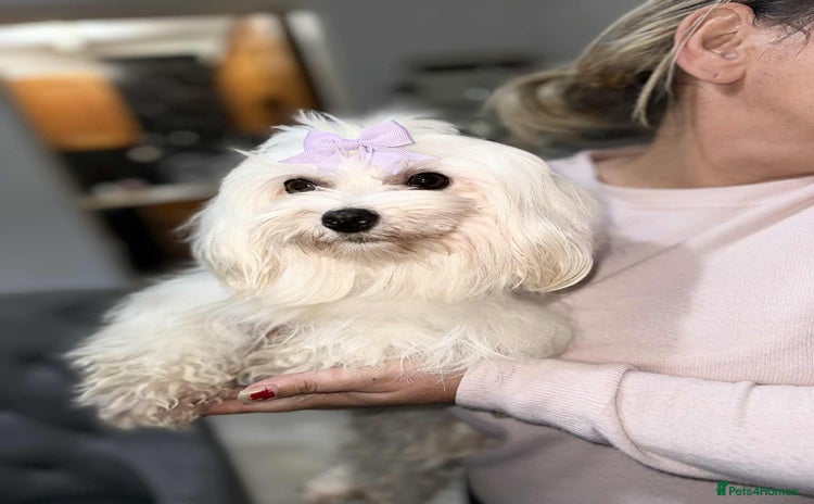 Maltese dogs - Advert 4