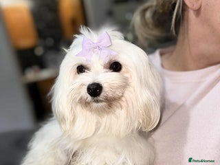 Maltese dogs - Advert 5