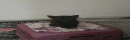 Mixed Breed cats for sale: 5 kittens and 1 cat in Wolverhampton - Advert 9
