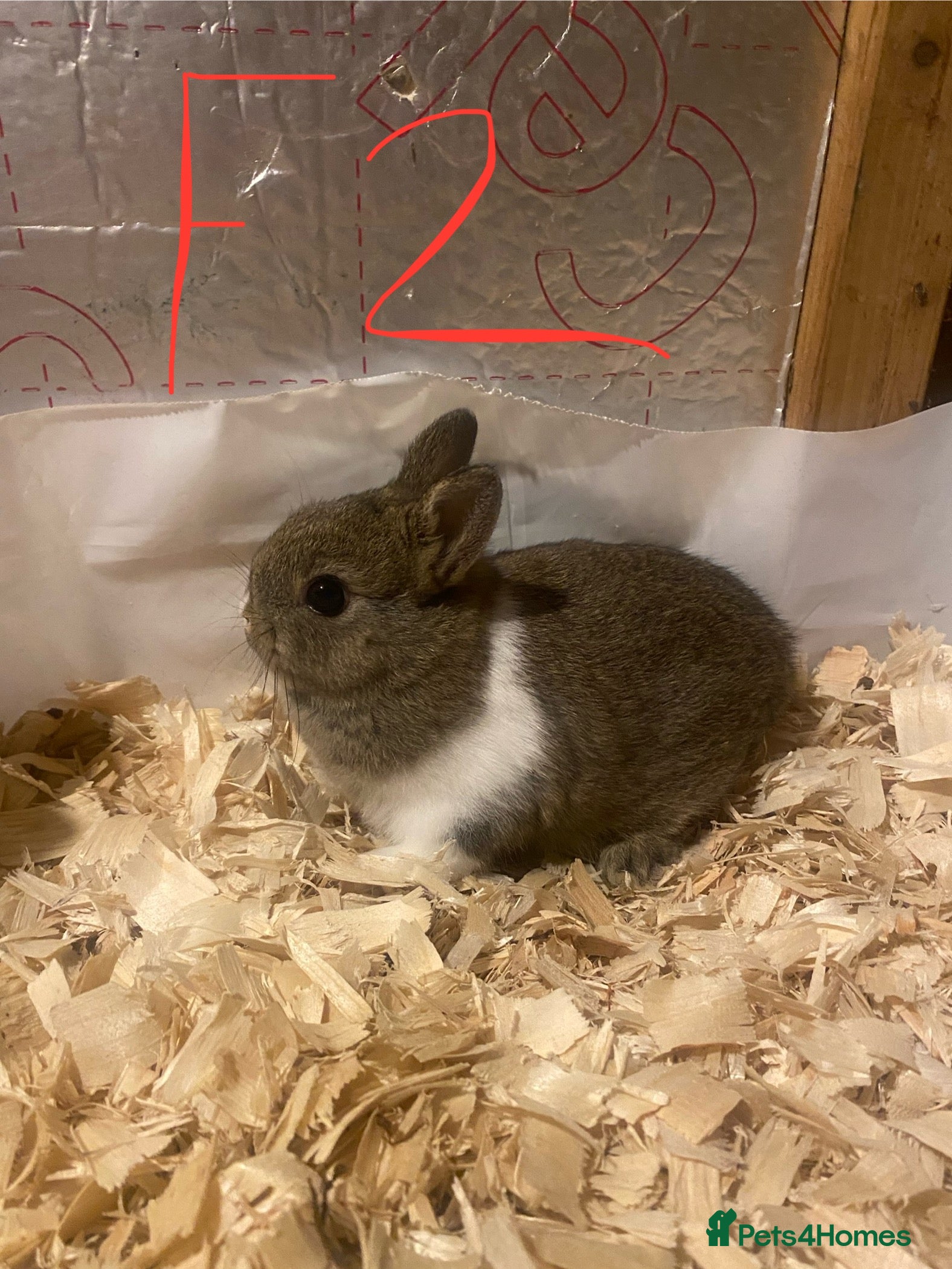 Netherland Dwarf rabbits Pure netherland dwarf babies - Advert 2