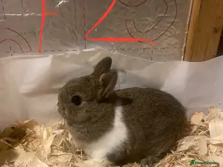 Netherland Dwarf rabbits Pure netherland dwarf babies - Advert 2