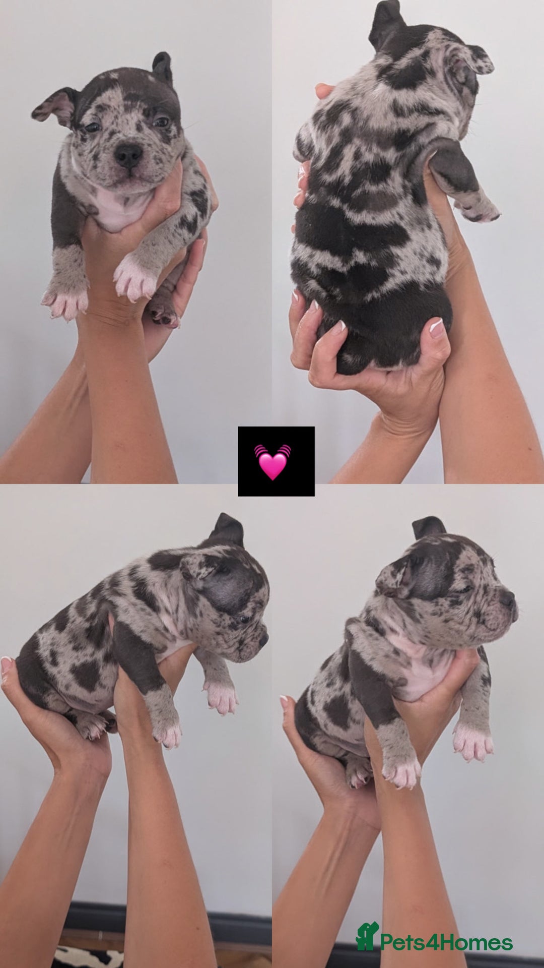 American Bully dogs for sale: Pocket bully pups - Image 10
