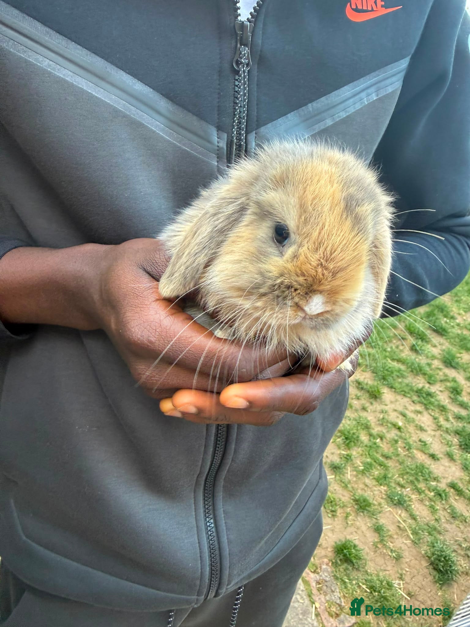 Mini Lion Lop rabbits Mini lion lops  - Advert 19
