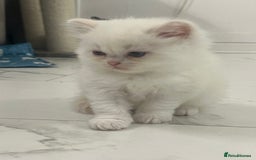 Scottish Fold cats for sale: Scottish fold straight kittens medium/long hair - Image 16