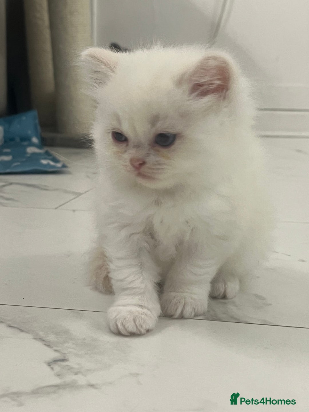 Scottish Fold cats for sale: Scottish fold straight kittens medium/long hair - Image 16