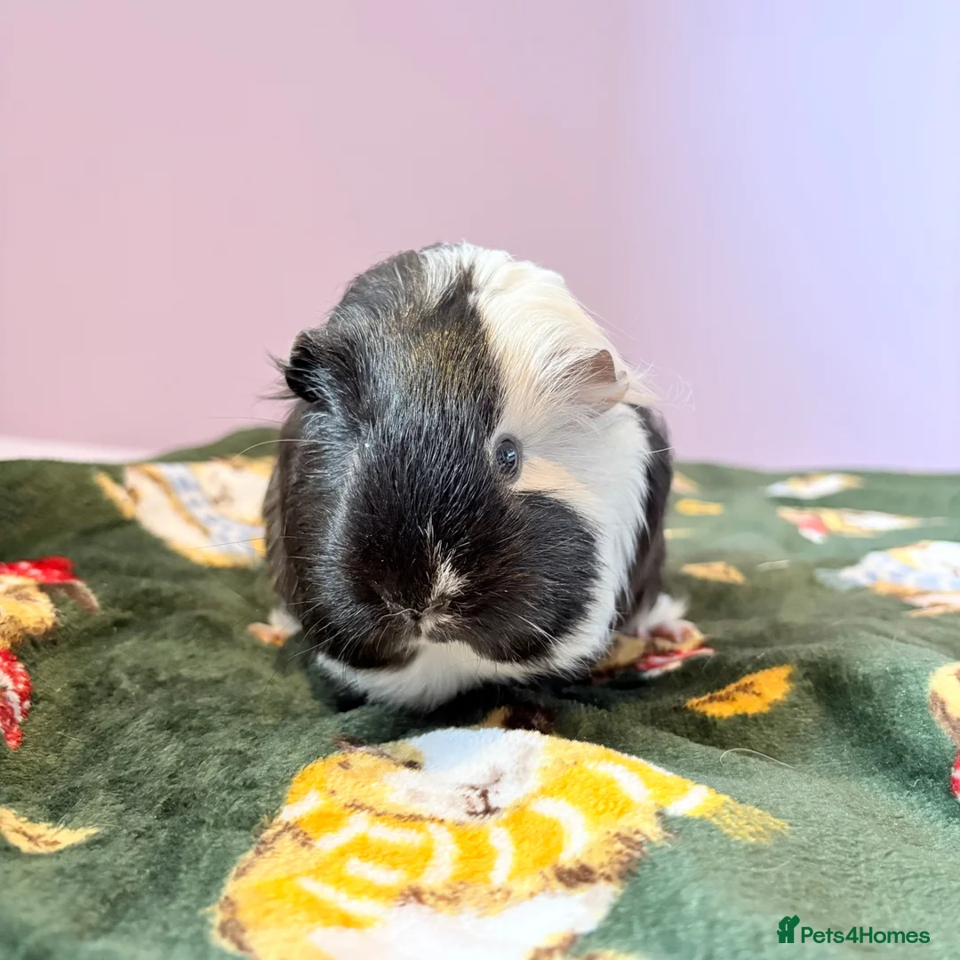 Guinea Pig rodents for sale: Beautiful Guniea pigs for sale Girls & boys  in Nottingham - Advert 5