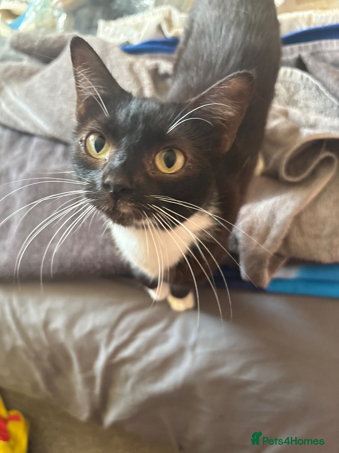 Mixed Breed cats Beautiful girl cat named ying  - Advert 2