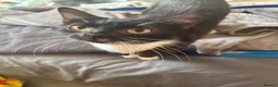 Mixed Breed cats for sale: Beautiful girl cat named ying  - Advert 1