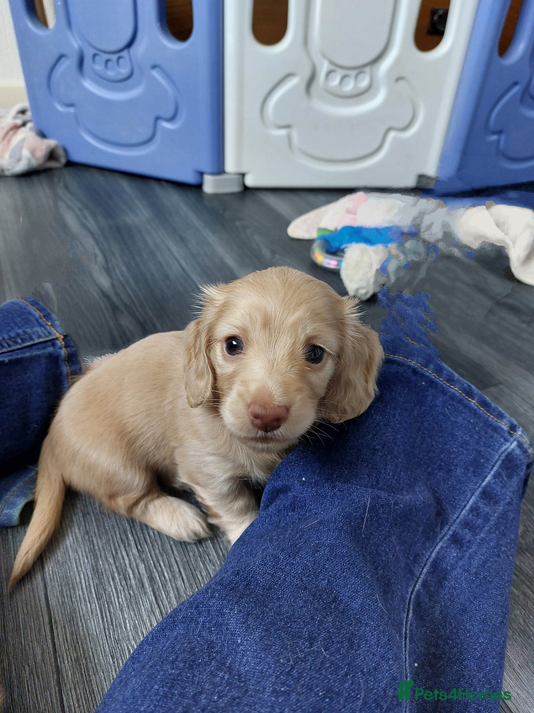 Miniature Dachshund dogs for sale: KC REG PRA CLEAR CREAM LONG HAIRED MINI DACHSHUNDS - Image 4
