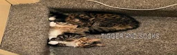 Mixed Breed cats for adoption: SOCKS AND TIGGER - Advert 6
