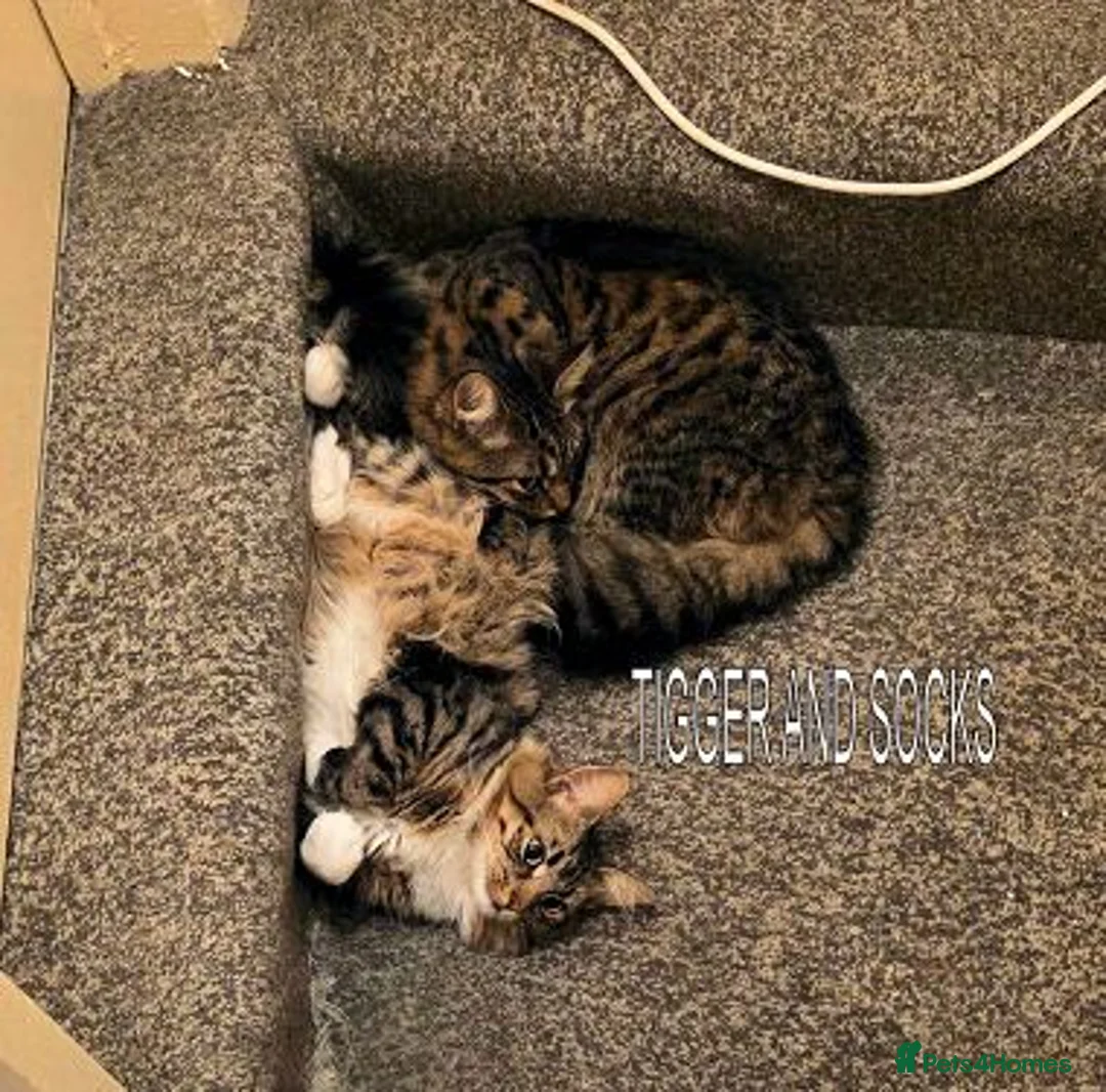 Mixed Breed cats for adoption: SOCKS AND TIGGER - Advert 6