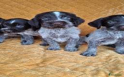 German Wirehaired Pointer dogs for sale: Quality German wirehaired pointer pups. - Image 18