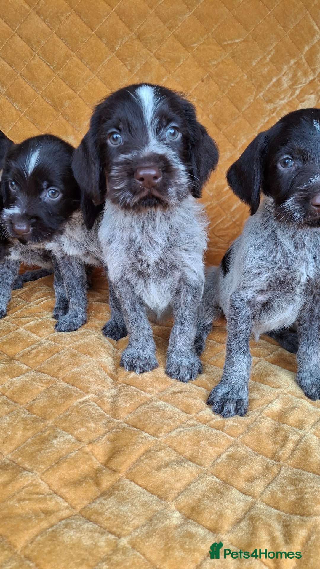 German Wirehaired Pointer dogs for sale: Quality German wirehaired pointer pups. - Image 18
