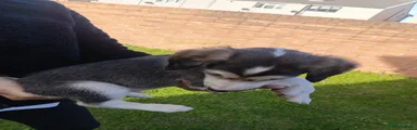 Saluki 4