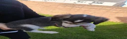 Saluki dogs for sale: KC registered saluki puppy’s  - Advert 13