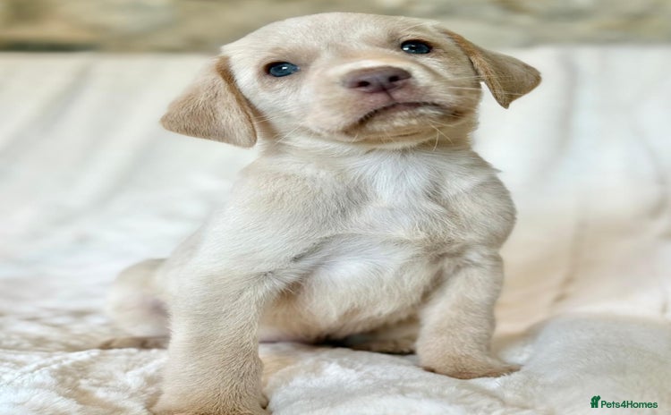 Labrador Retriever dogs - Advert 15