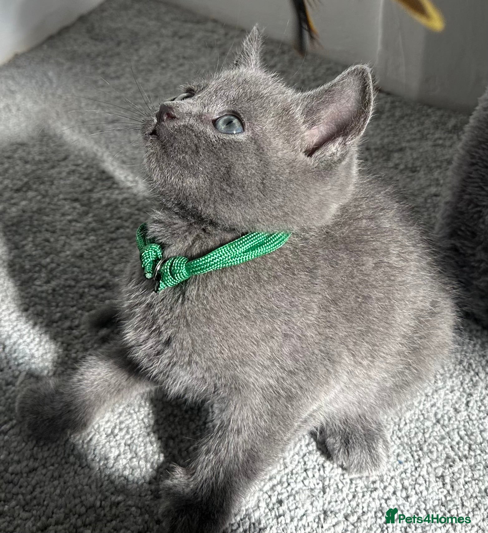 Russian Blue cats Russian Blue kittens  - Advert 2