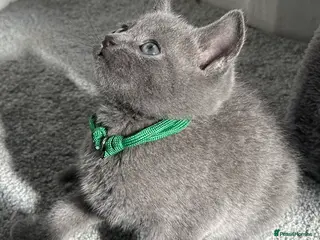 Russian Blue cats Russian Blue kittens - Advert 4