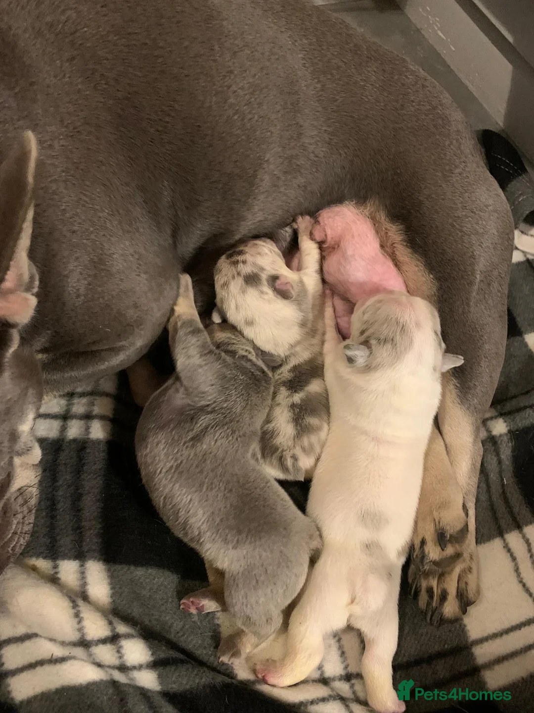 French Bulldog dogs for sale: French bulldog puppys kc registered  - Advert 11