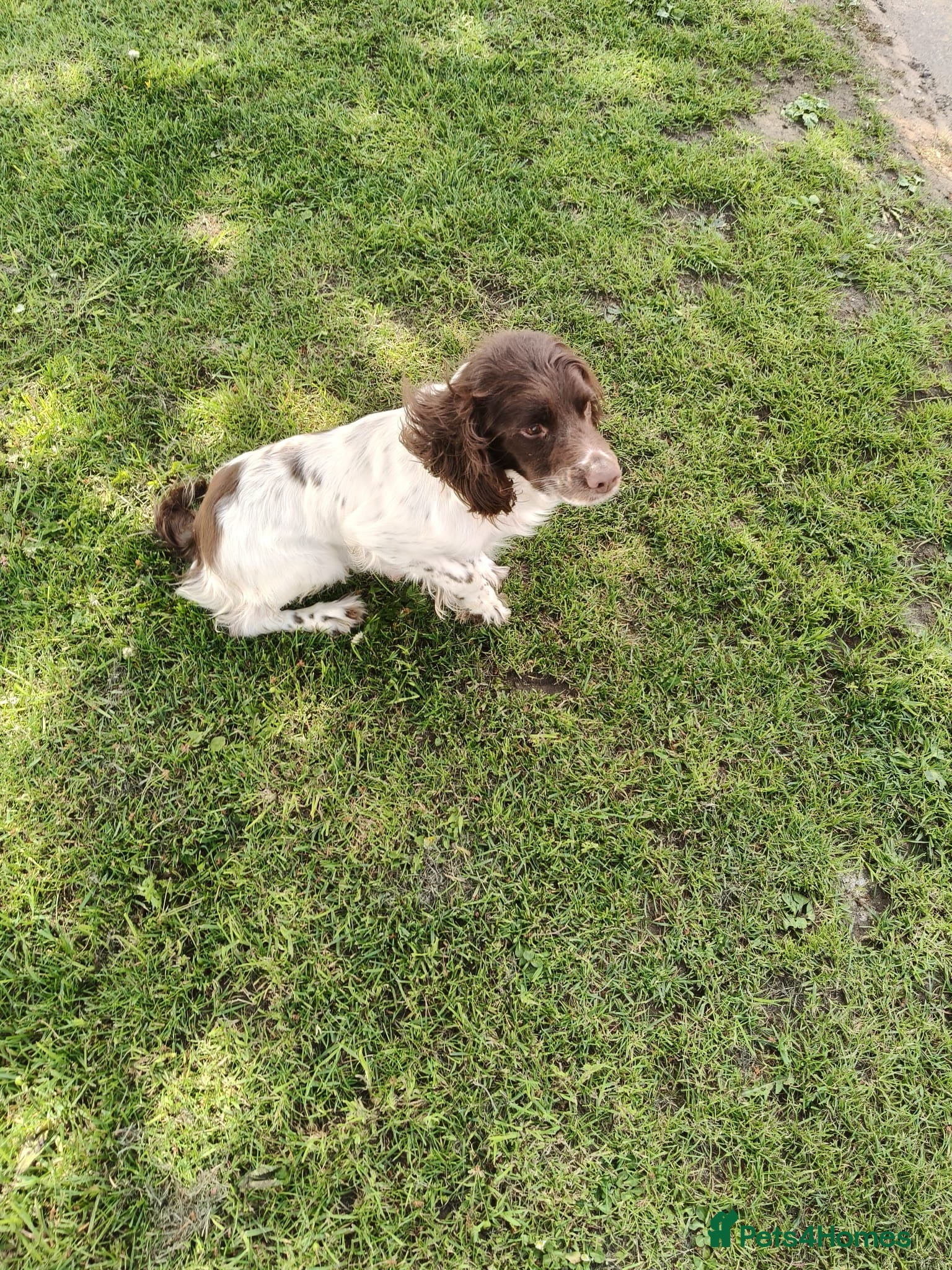 English Springer Spaniel dogs Quality ESS Puppies for Sale - Advert 2