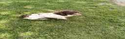 English Springer Spaniel dogs for sale: Quality ESS Puppies for Sale - Advert 2
