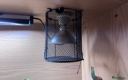 Python Snake reptiles for sale: Pied Ball Python and full set up - Image 7