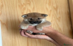 Japanese Shiba Inu dogs for sale: Gorgeous, KC-Registered Shiba Inu Puppies - Image 5