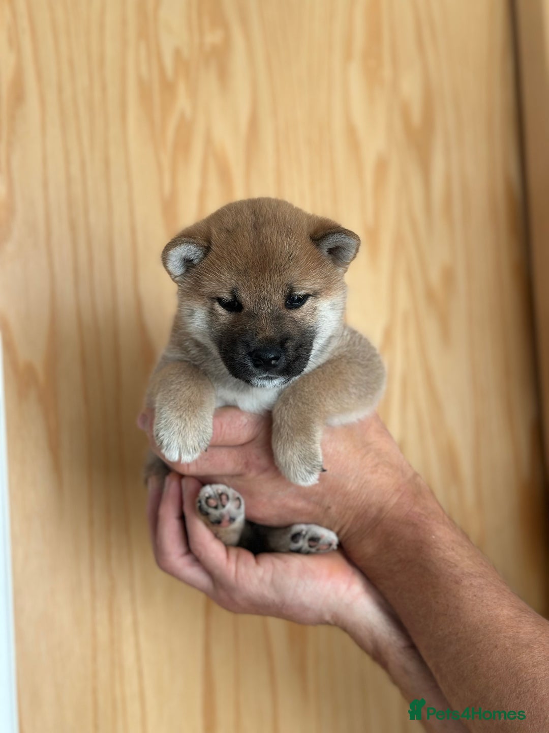 Japanese Shiba Inu dogs for sale: Gorgeous, KC-Registered Shiba Inu Puppies - Image 5