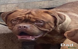 Dogue De Bordeaux dogs for sale: Dogue De Bordeaux Puppies-Champion Bloodlines - Image 14