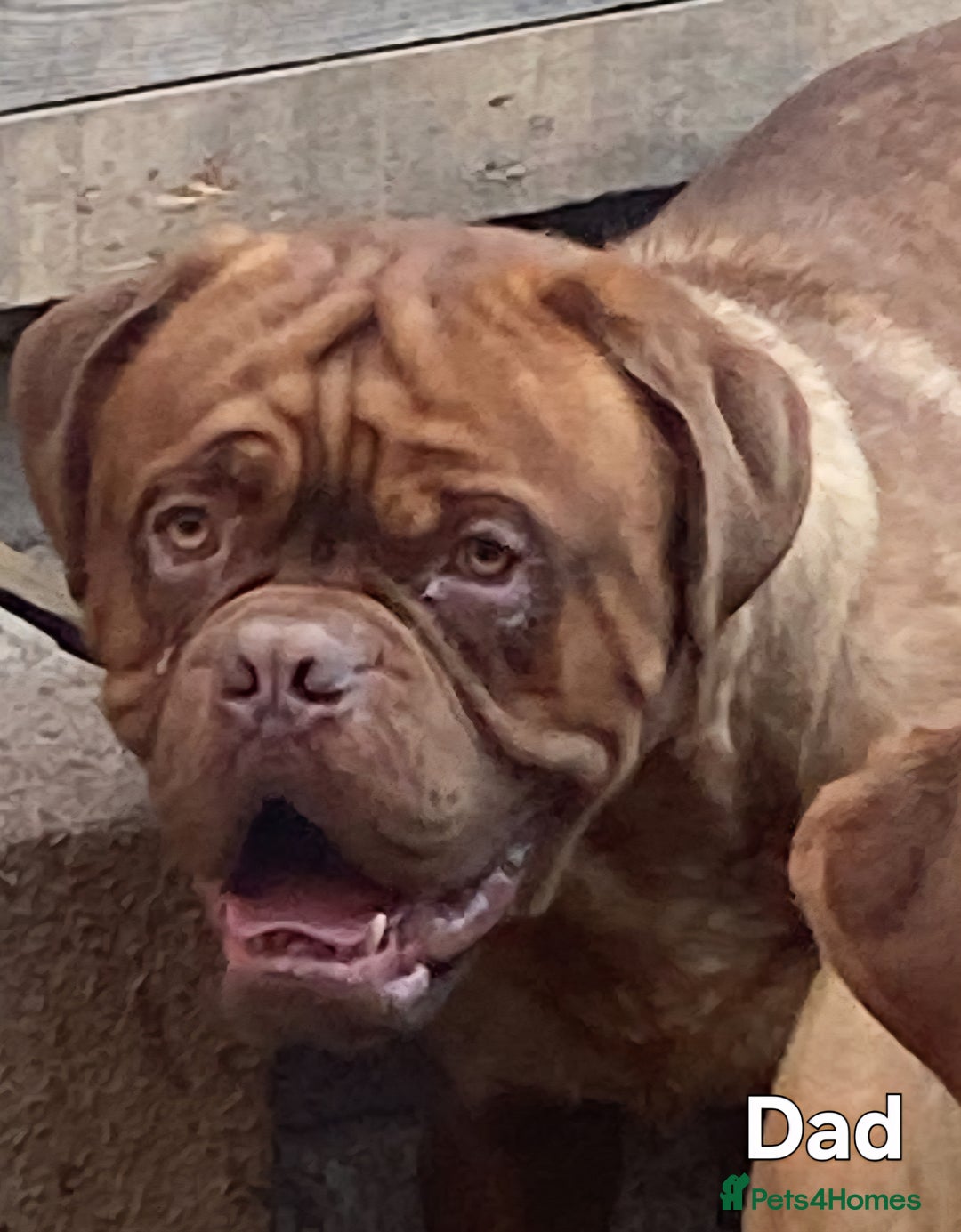 Dogue De Bordeaux dogs for sale: Dogue De Bordeaux Puppies-Champion Bloodlines - Image 14