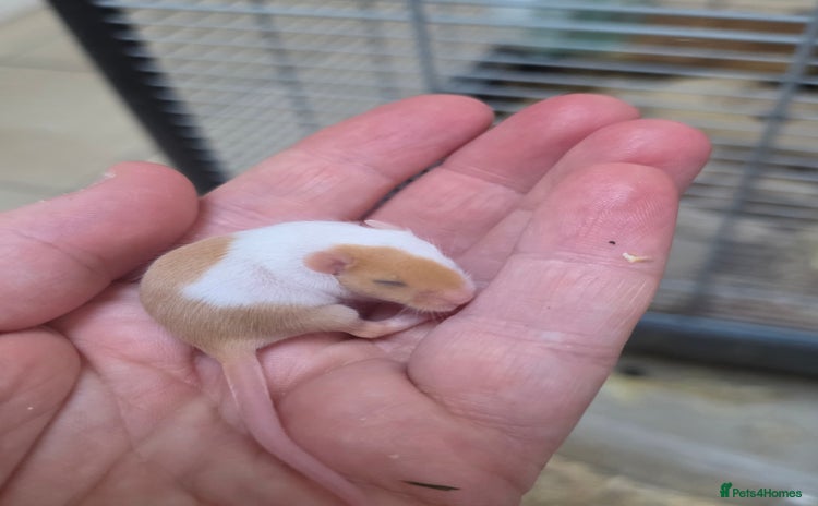 Mouse rodents - Advert 8