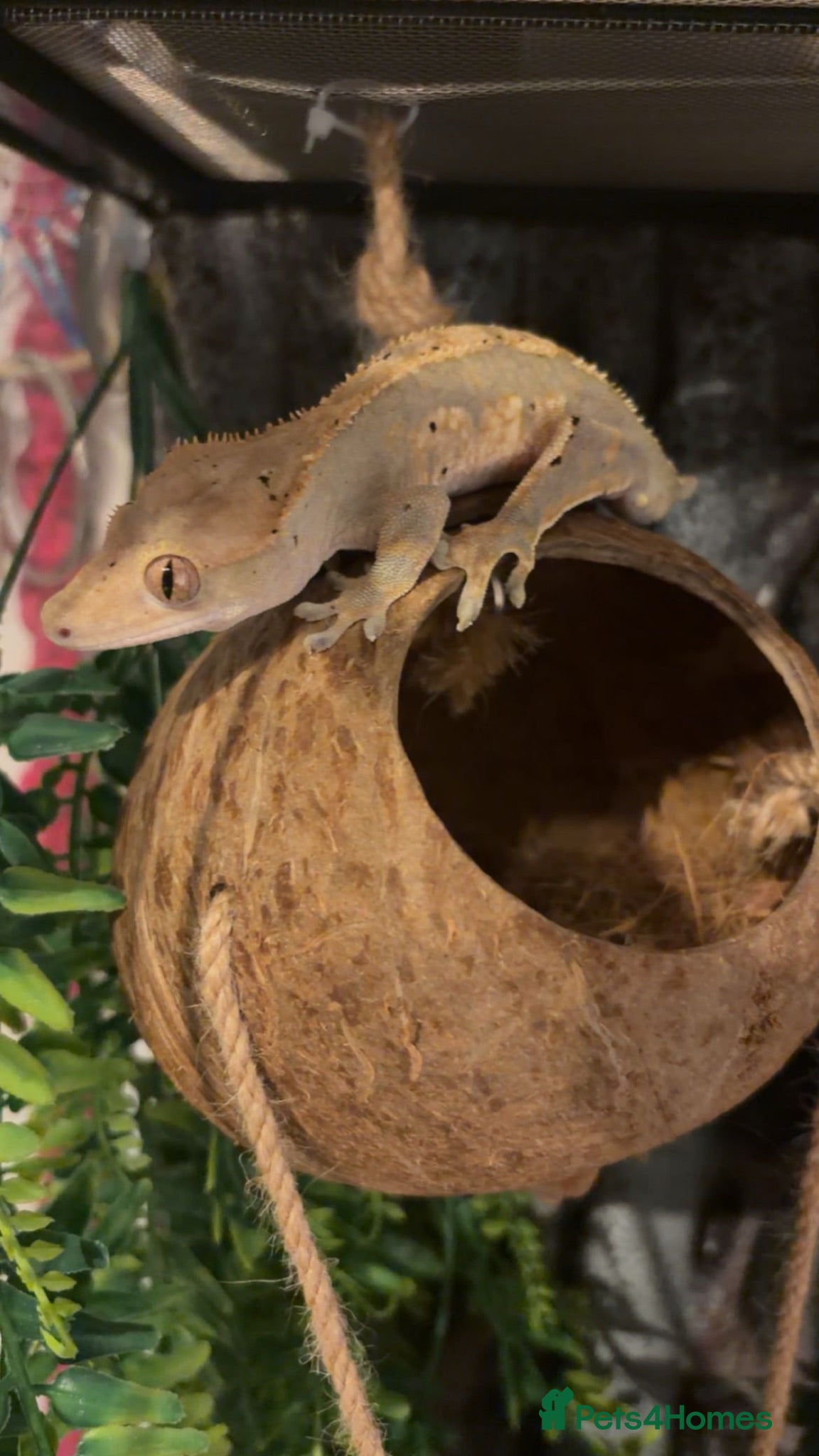 Gecko reptiles Crested gecko (ENCLOSURE AND EVERYTHING INCLUDED) - Advert 1