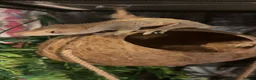 Gecko reptiles for sale: Crested gecko (ENCLOSURE AND EVERYTHING INCLUDED) in Leicester - Advert 1