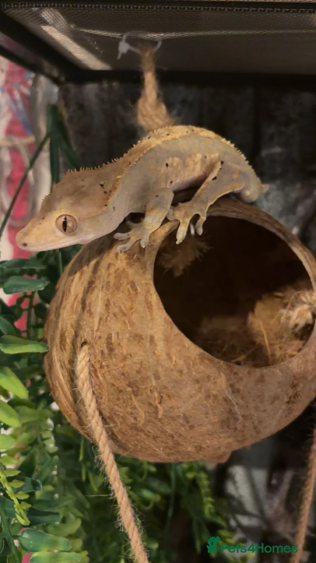 Gecko reptiles for sale: Crested gecko (ENCLOSURE AND EVERYTHING INCLUDED) in Leicester - Advert 1
