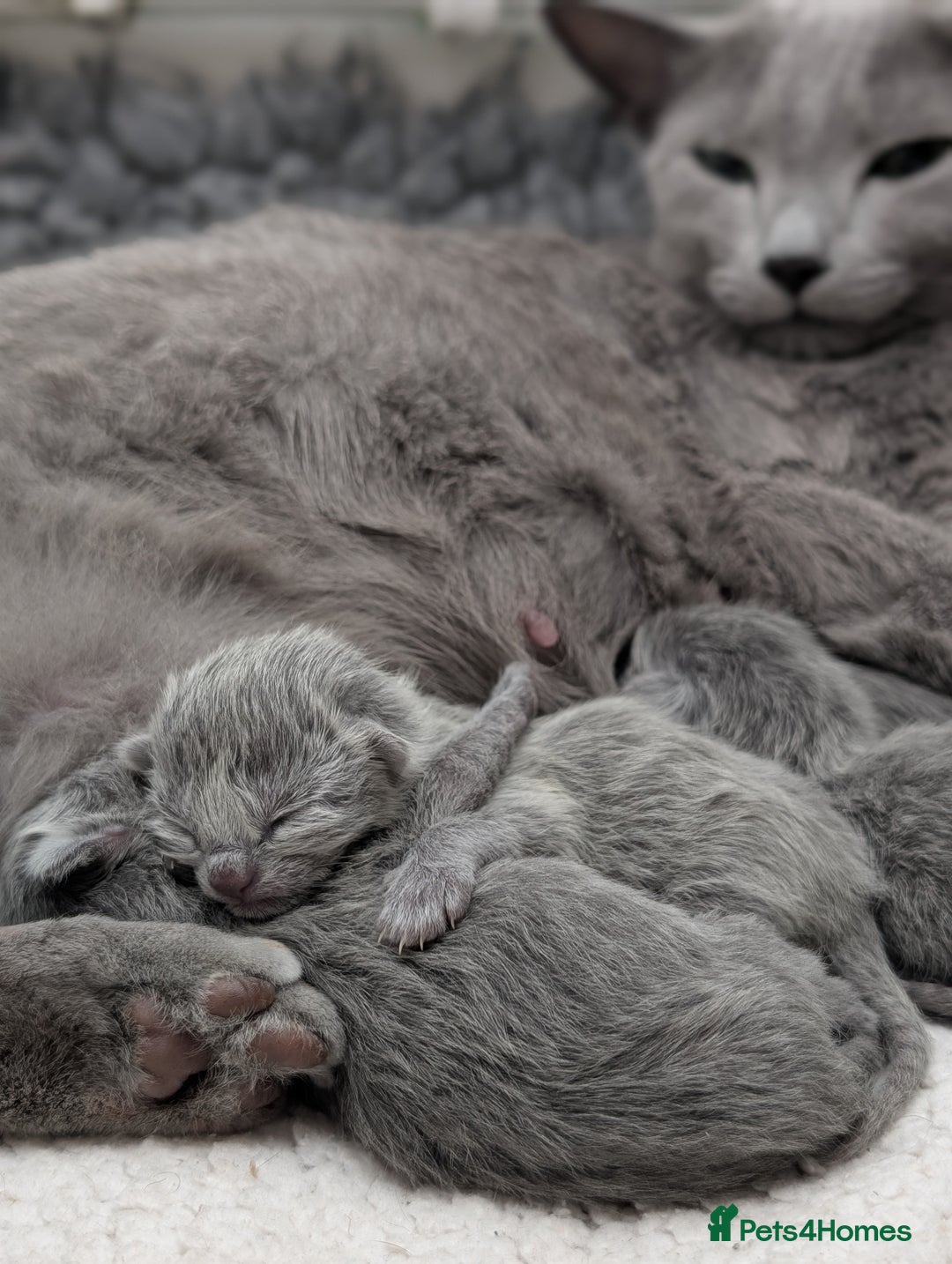 Russian Blue cats for sale: Full Pedigree Russian Blue kittens  - Advert 11