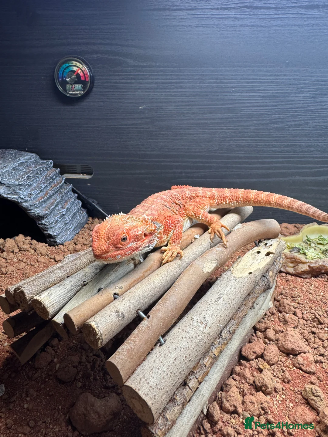 Bearded Dragon reptiles for sale: Bearded Dragon Re Home - Advert 1