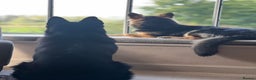 German Shepherd dogs for sale: Black German shepherd  - Advert 8