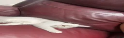 Scottish Fold cats for sale: Meenu she’s a lovely little Scottish short hair in London - Advert 3