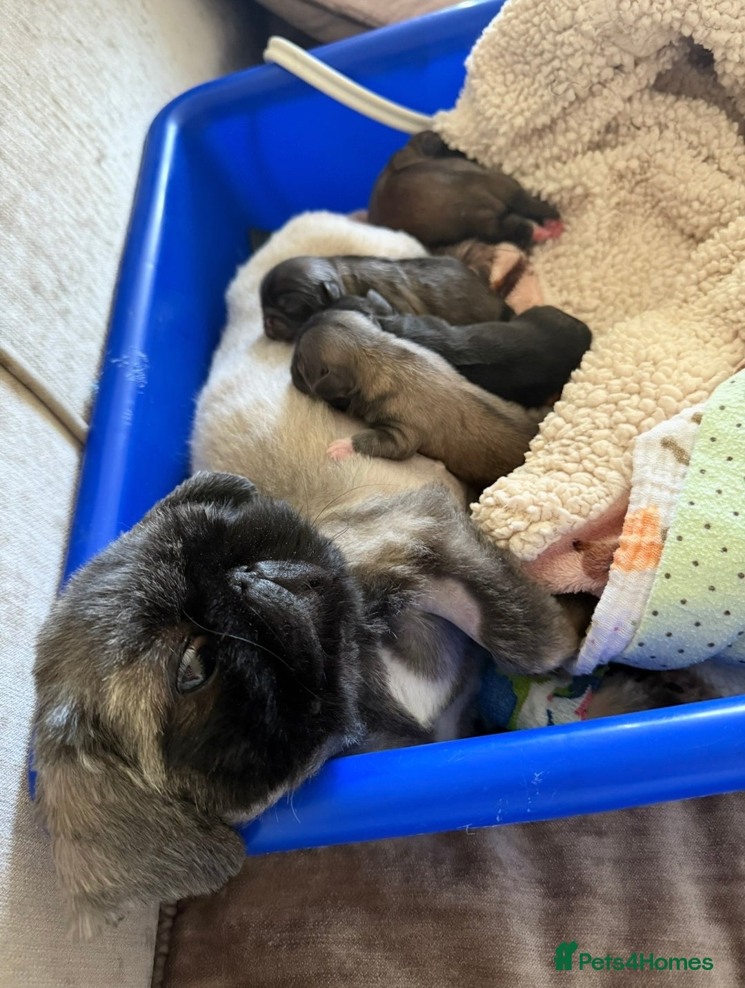 Pekingese dogs for sale: Biggiwigs Pekingese Puppy Availability - Advert 2