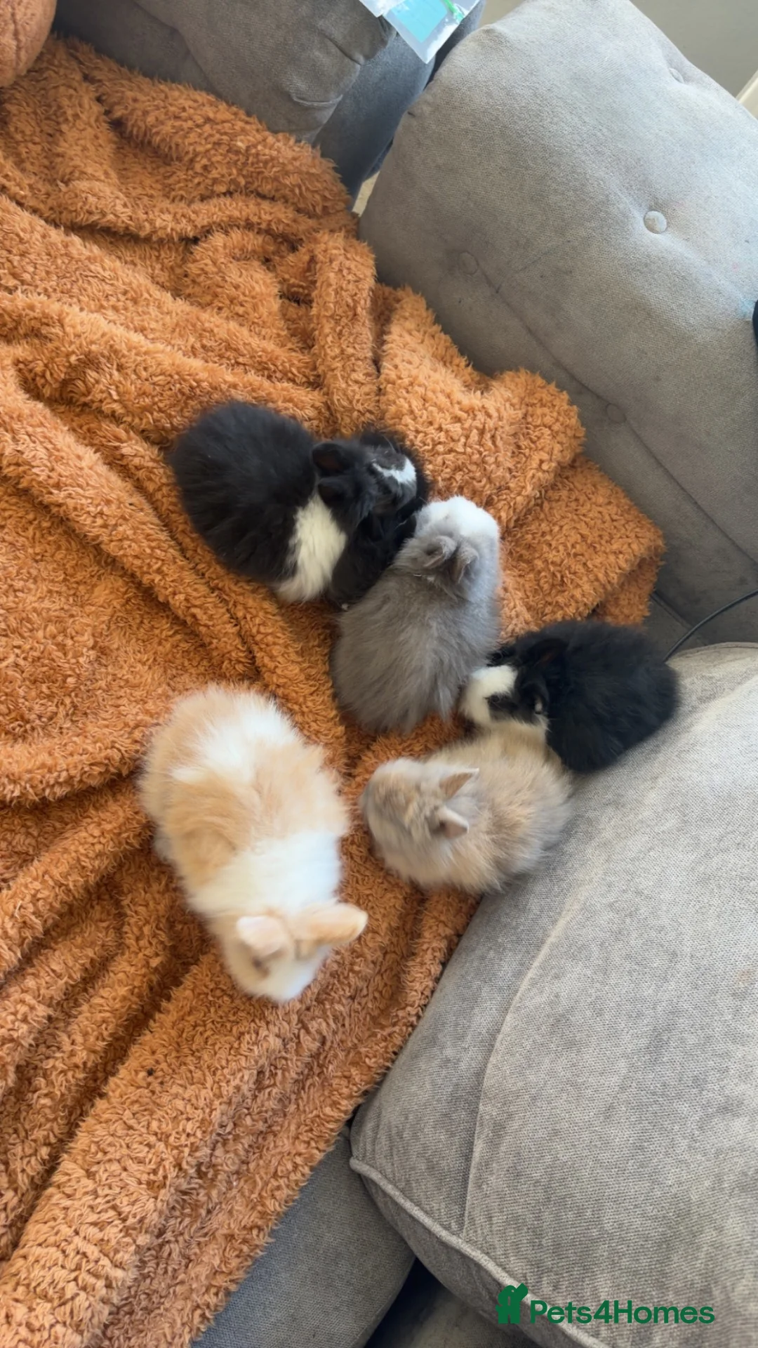 Lionhead rabbits for sale: Lionheads for sale  - Advert 13