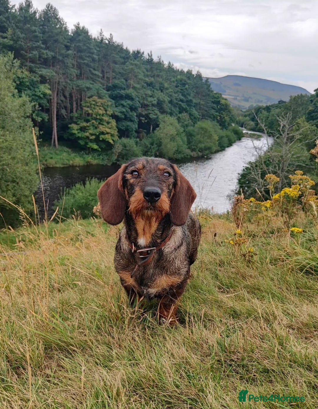 Dachshund dogs for sale: Wirehaired dachshund pending  - Image 3