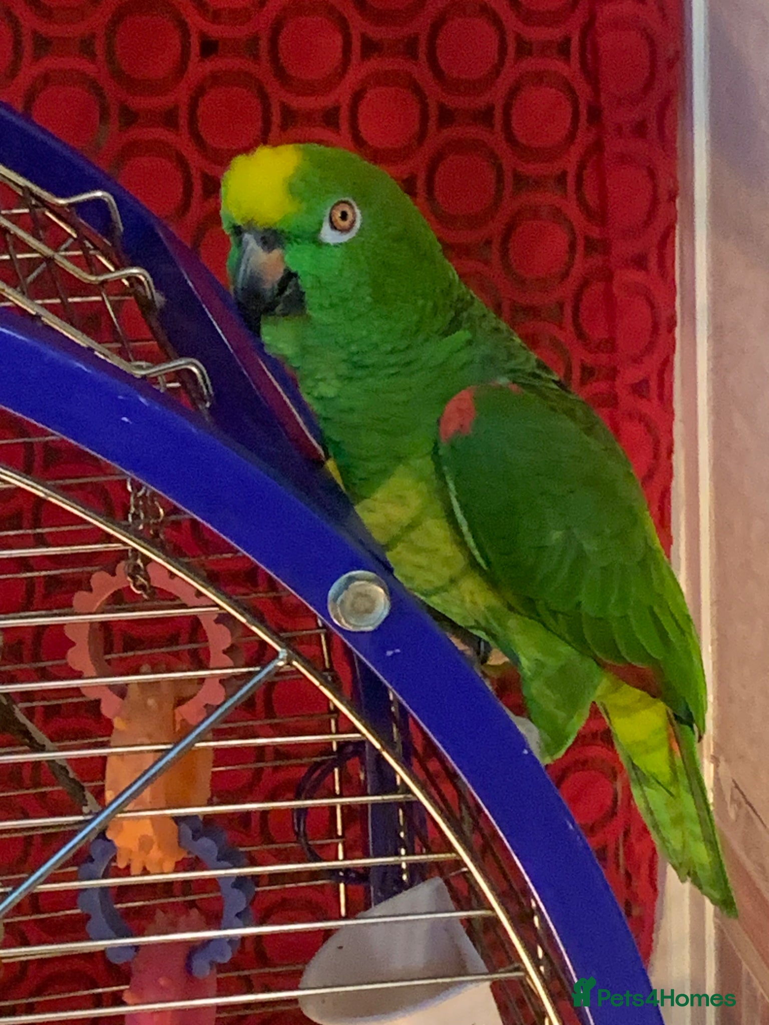 Parrots birds Yellow crowned Amazon  - Advert 2